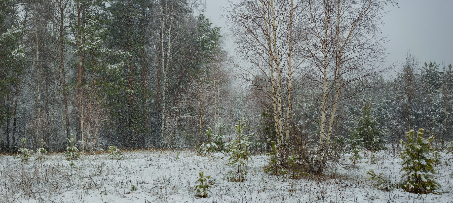 На опушке в снегопад