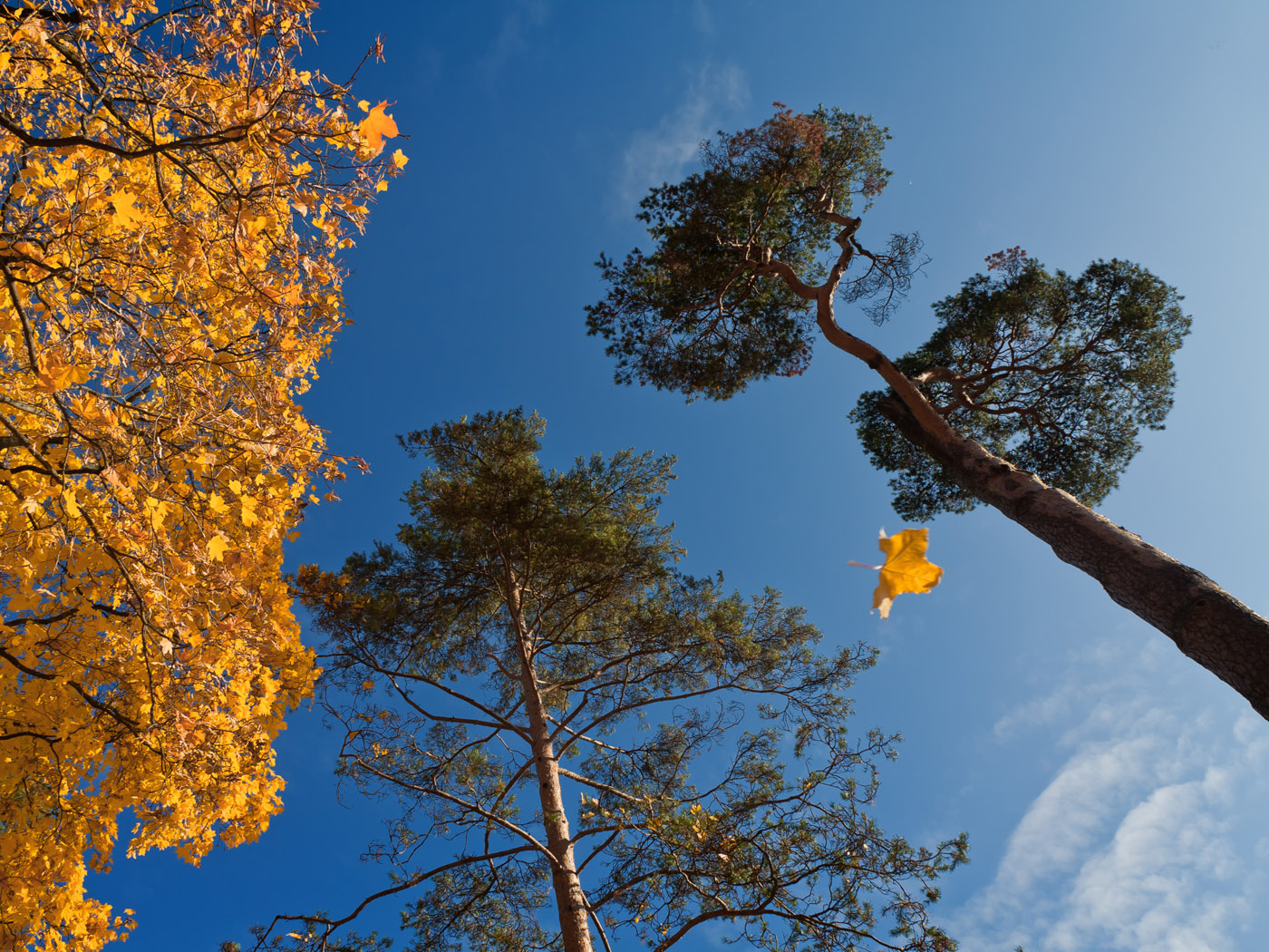Небо над головой. Осеннее