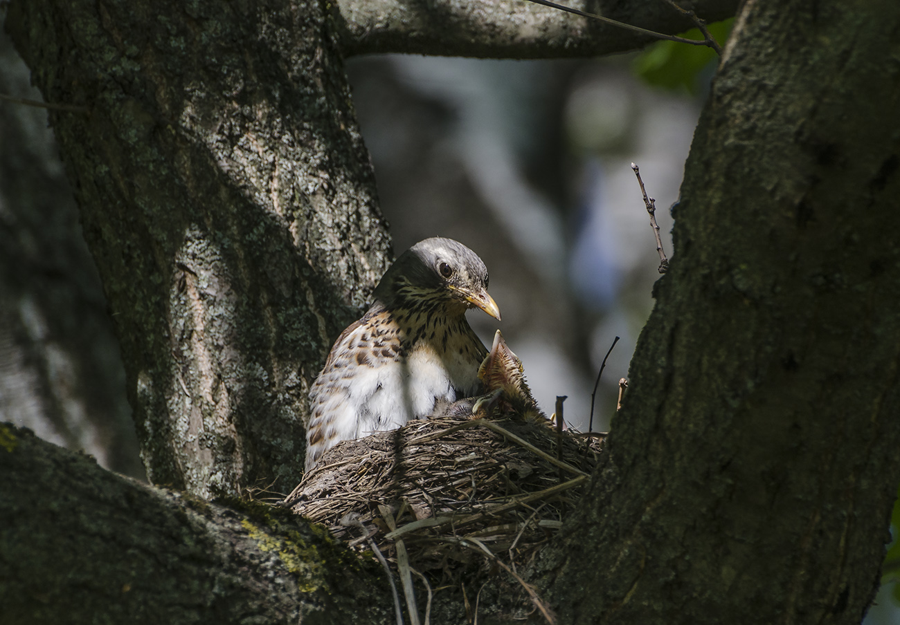Сокровенное