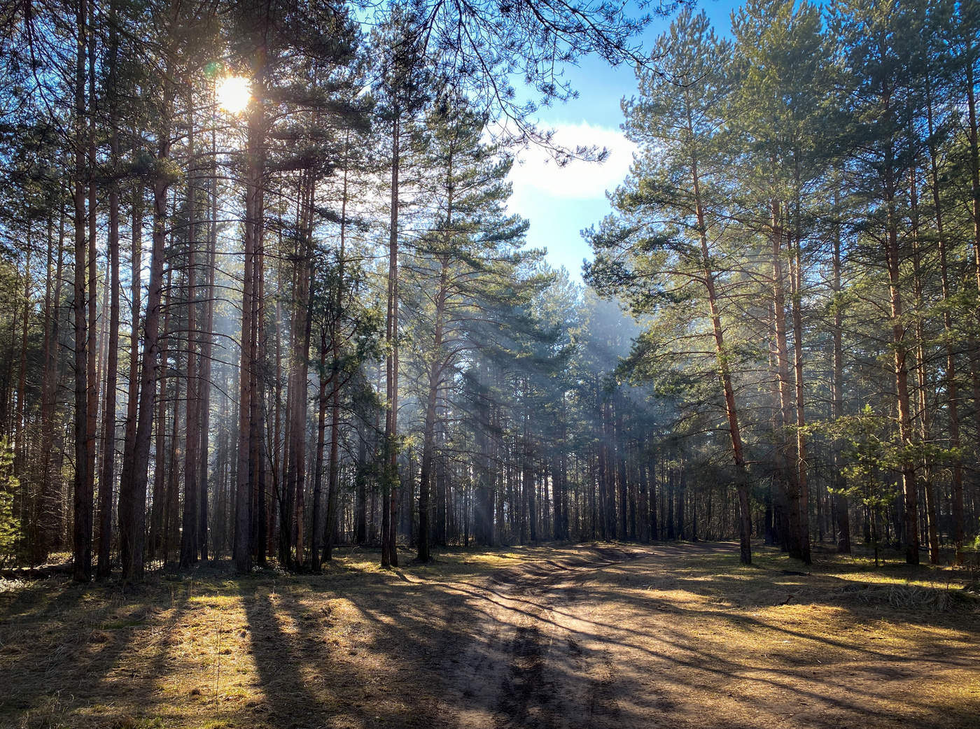 Лесной пейзаж