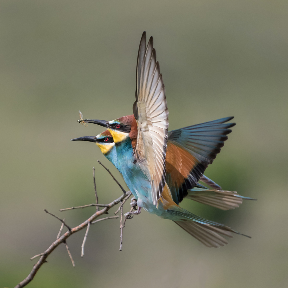 Золотистая щурка