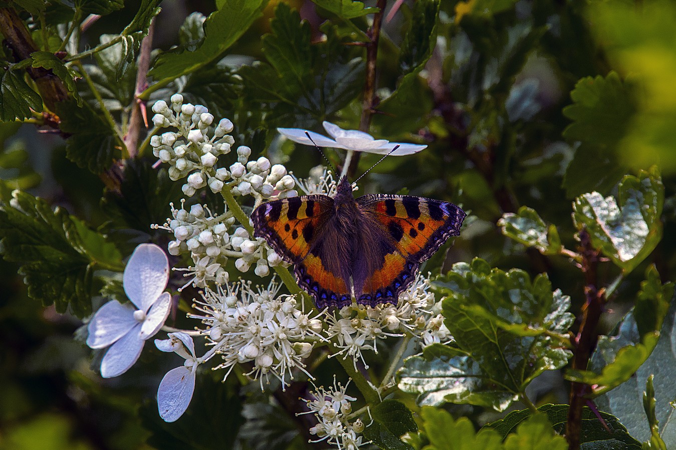 Крапивница (шоколадница)
