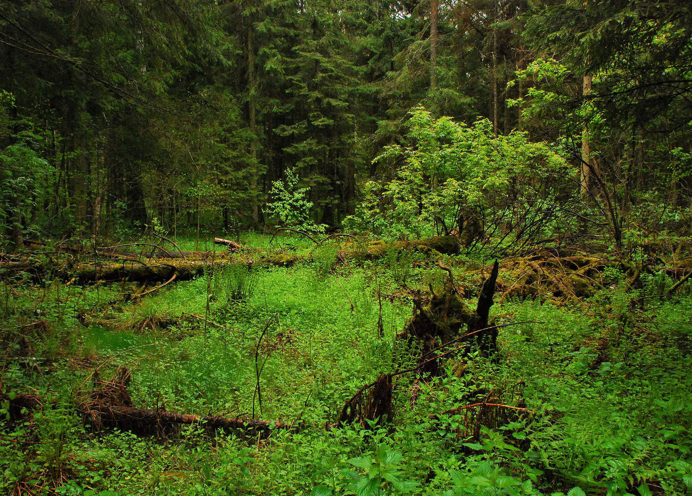 "Я в темный Дантов лес вступил в пути своем..."