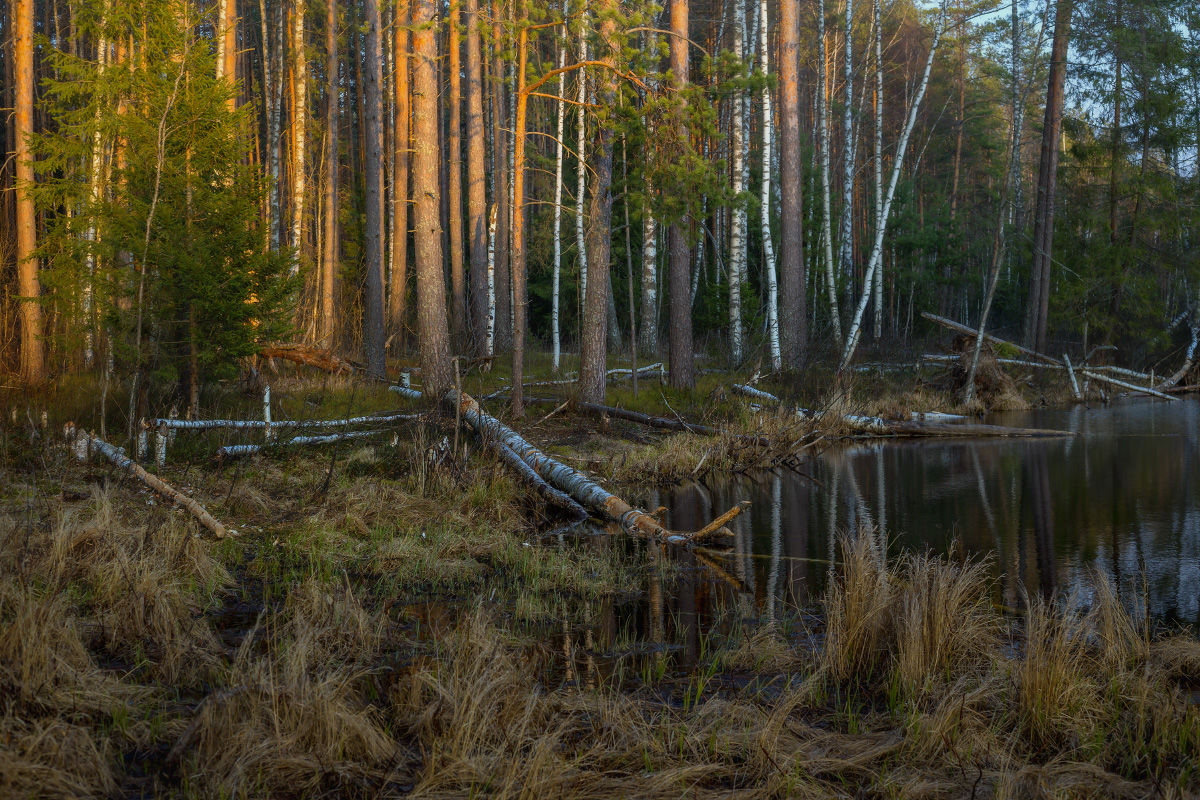 В закатных лучах