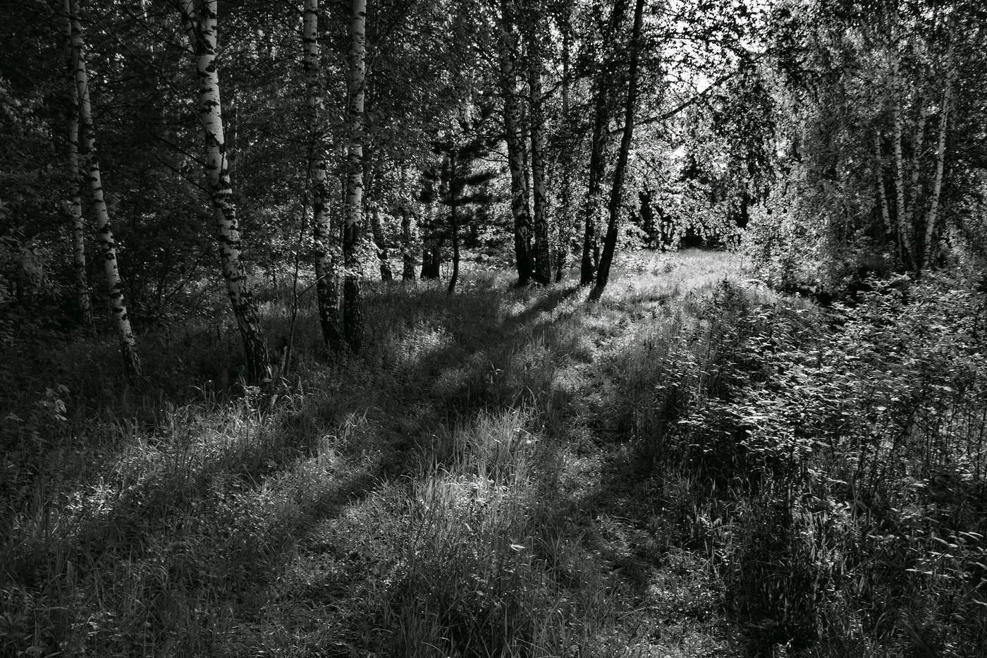 В солнечном лесу.