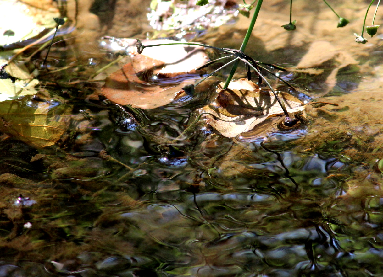 Водная феерия!