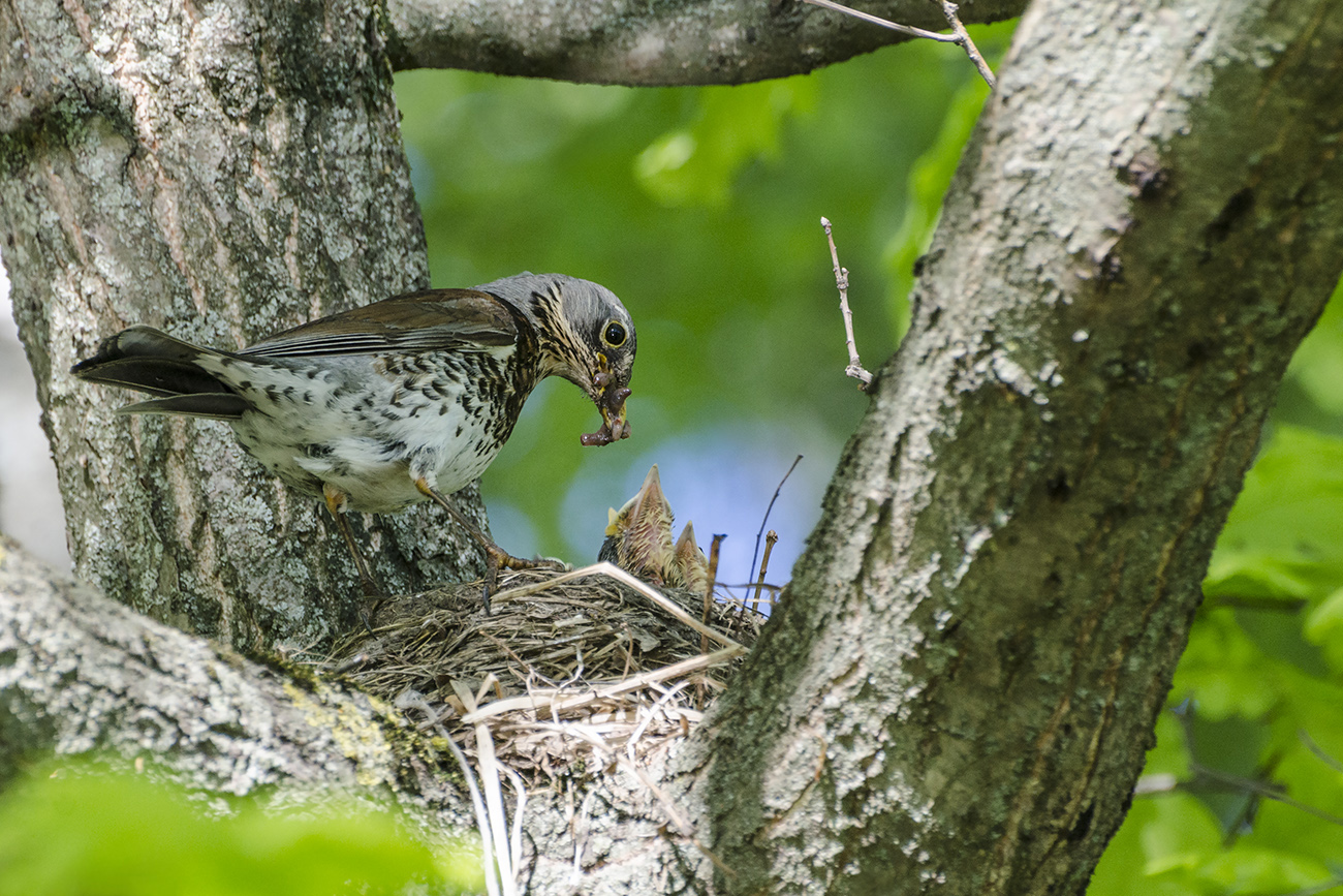 Сезон забот