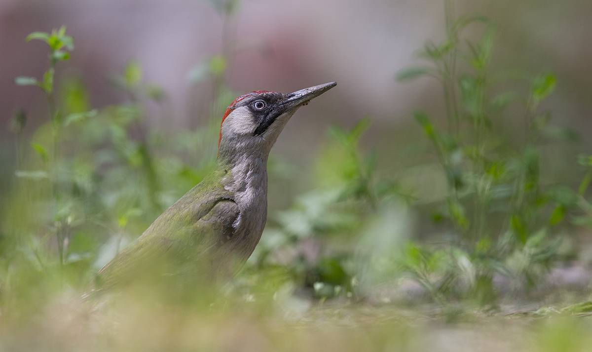 Зеленый дятел**