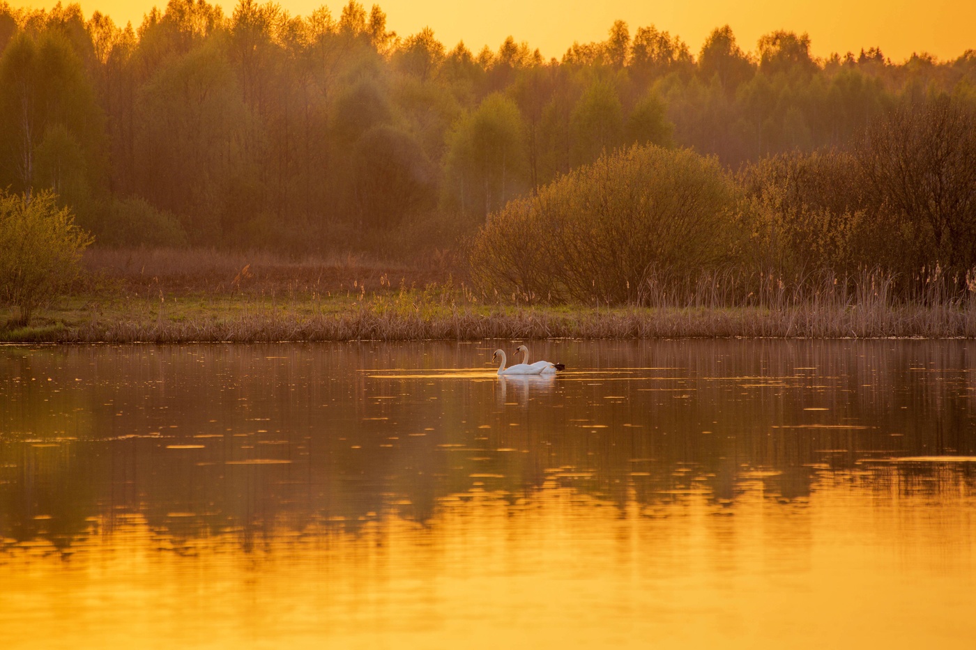 Золотой вечер