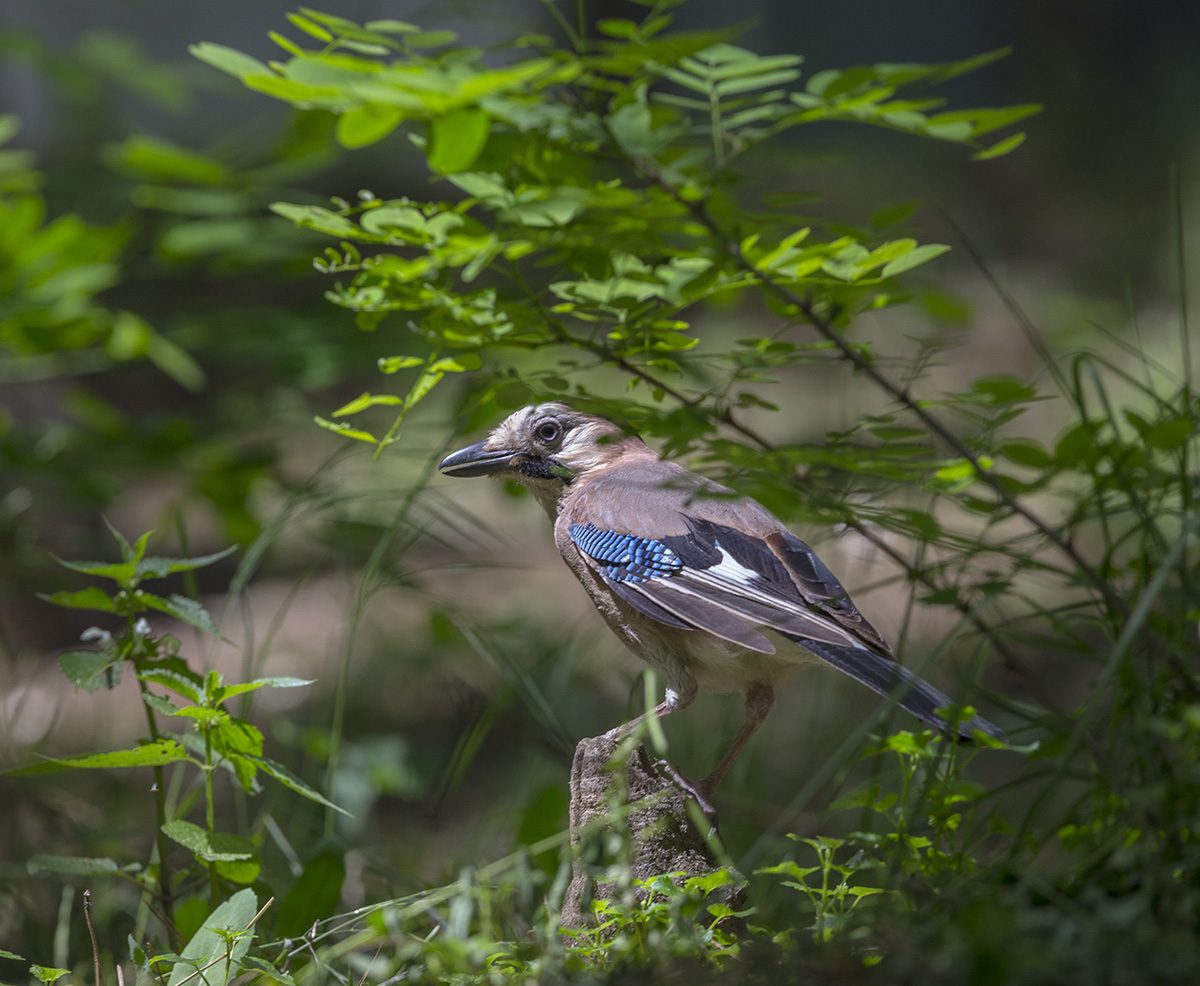 Не отвлекай