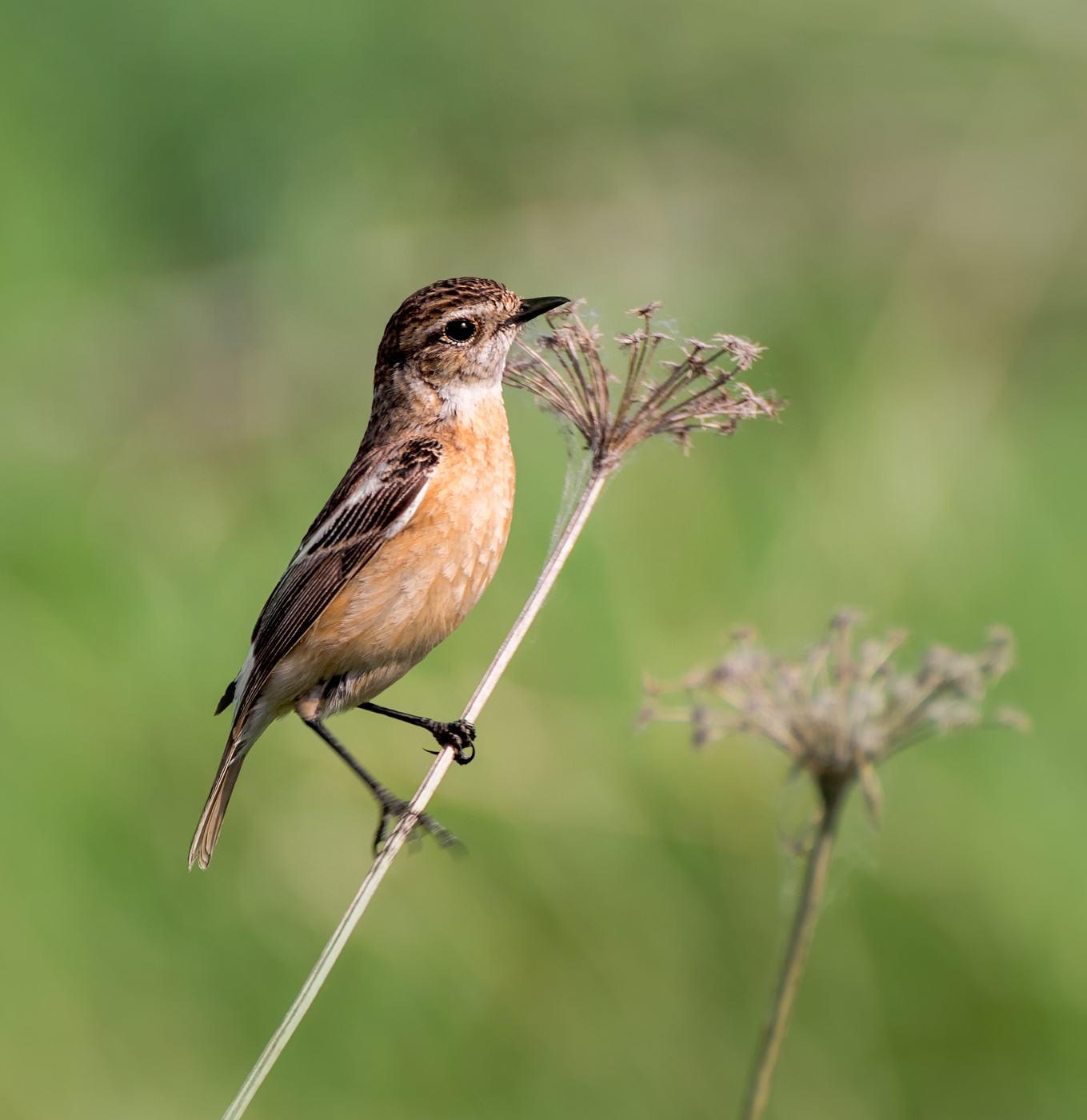 Черноголовый чекан ..