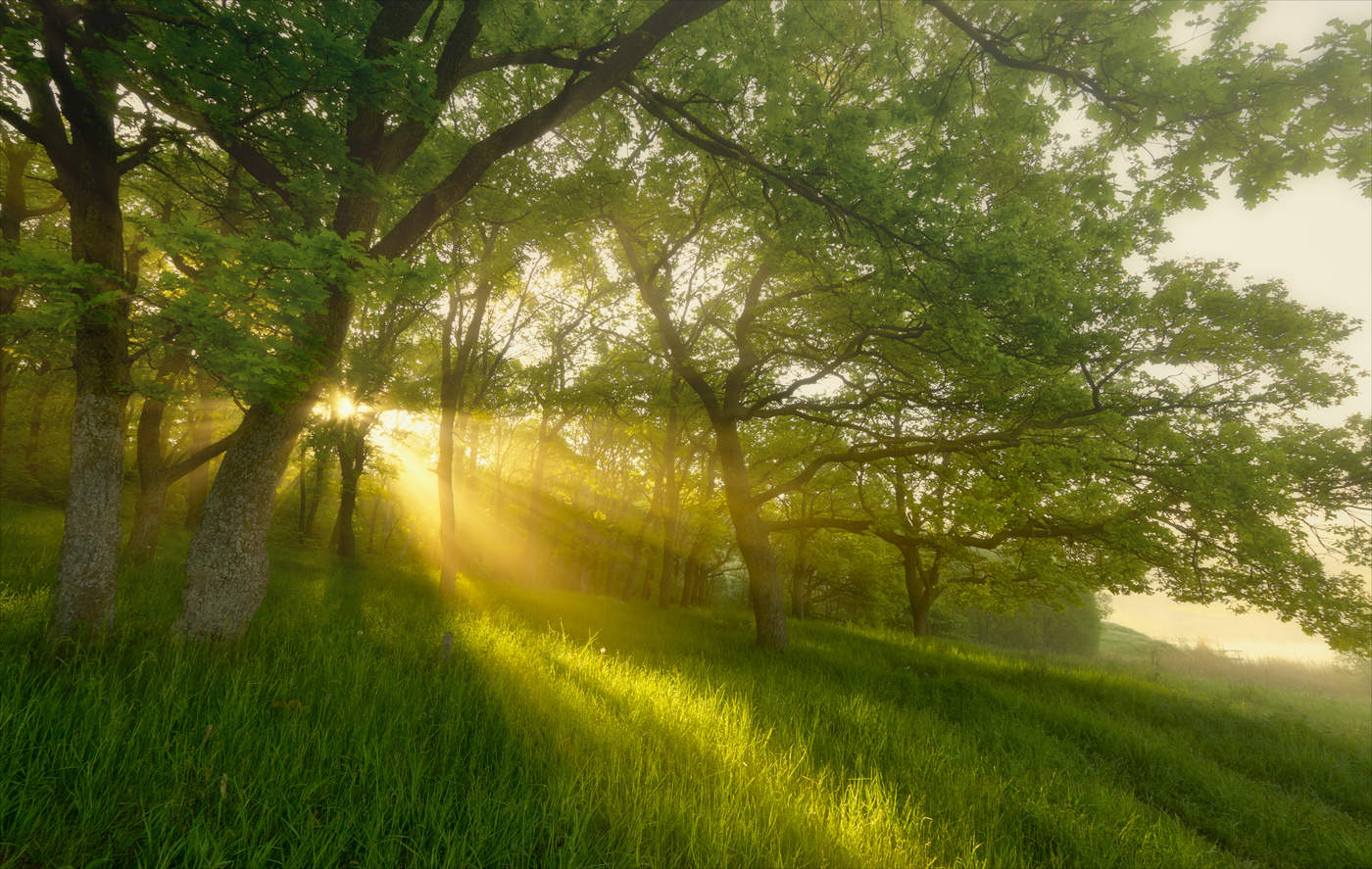 Прогулки за светом.