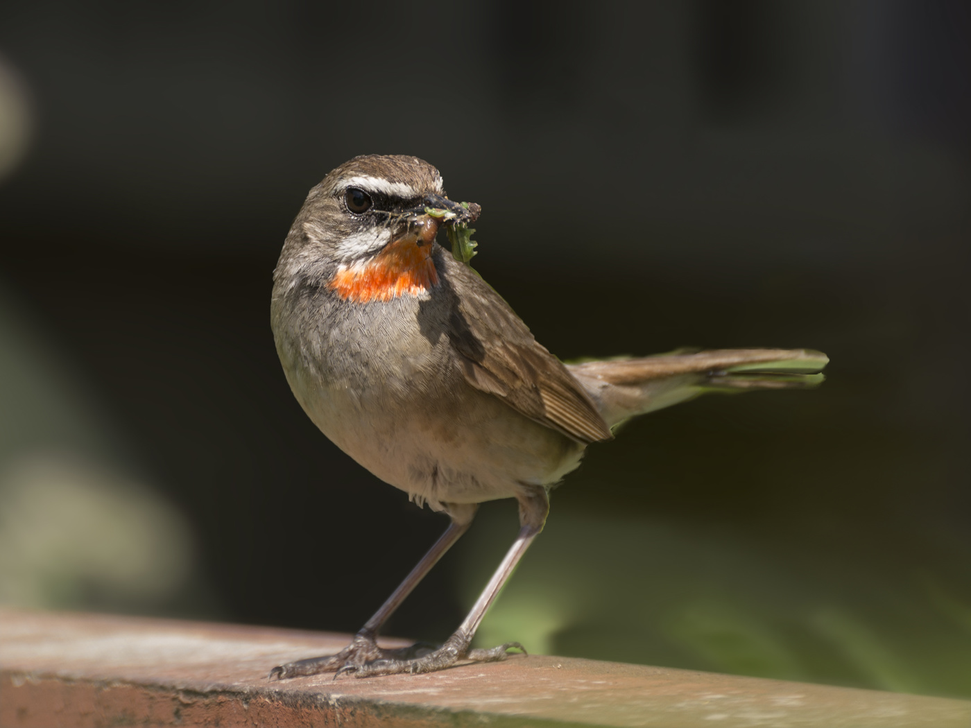 Где-то птицы поют в тишине