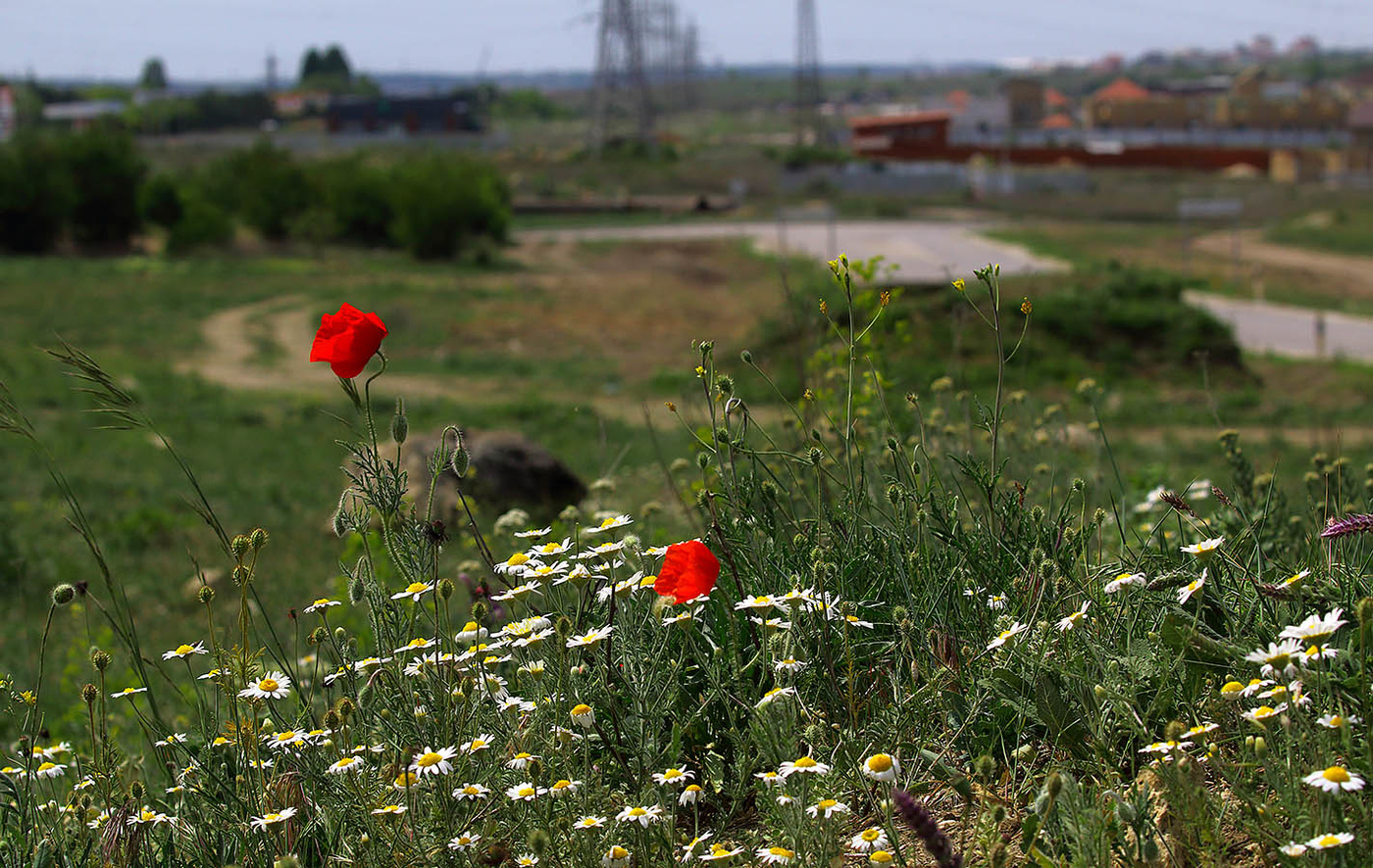 Майские маки