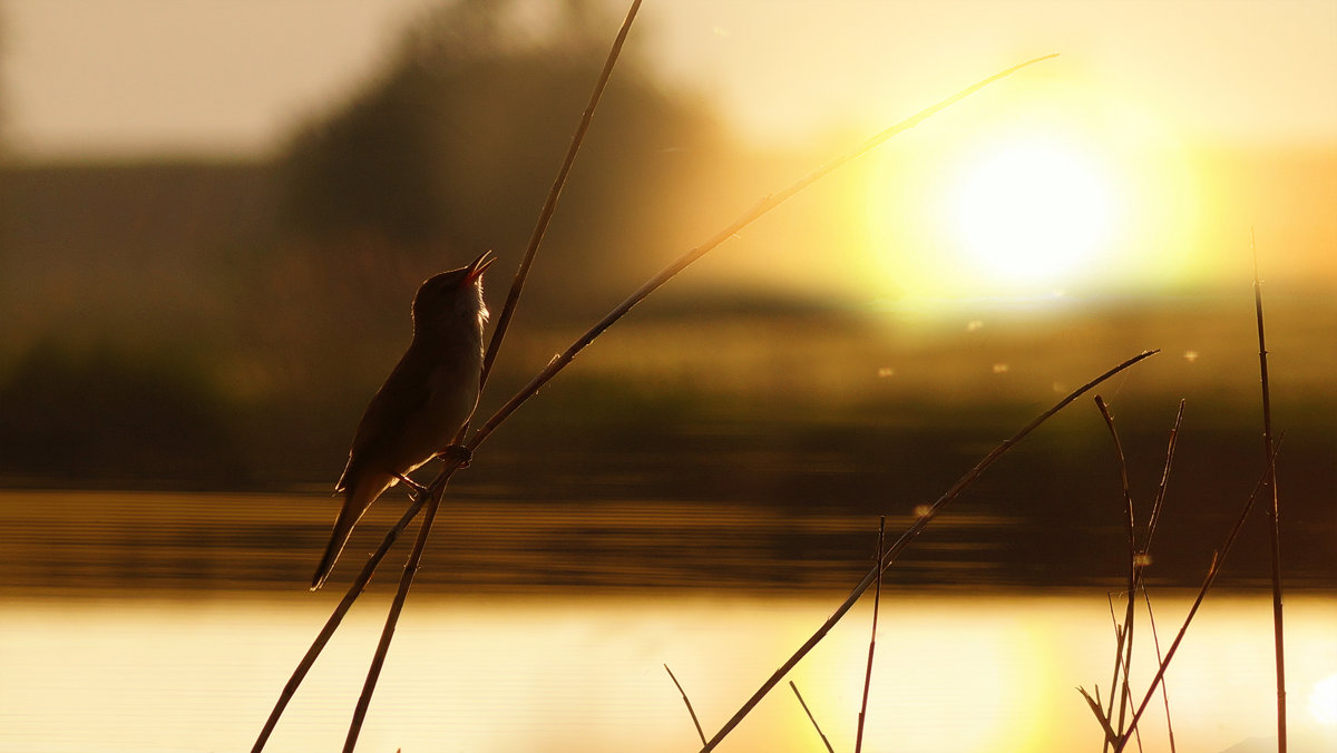 Песня-призыв...