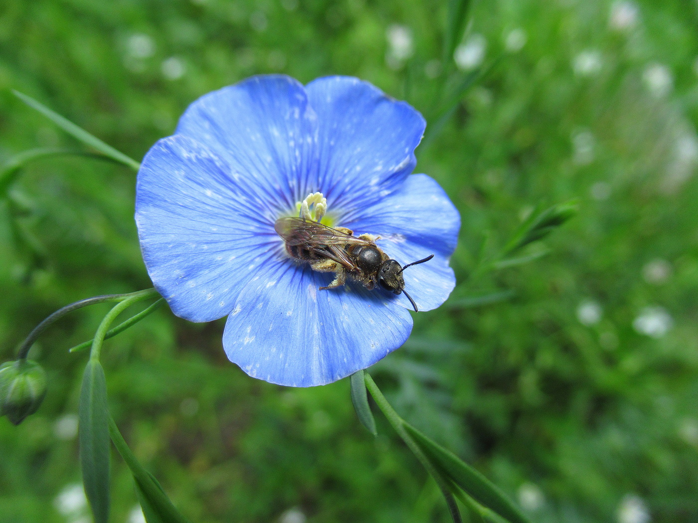 Пчёлка наелась!