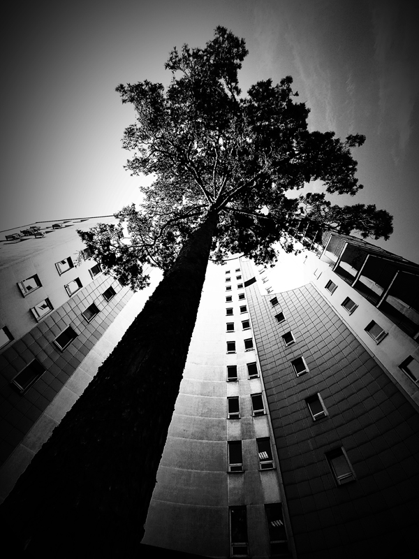 Где-то птицы поют в тишине