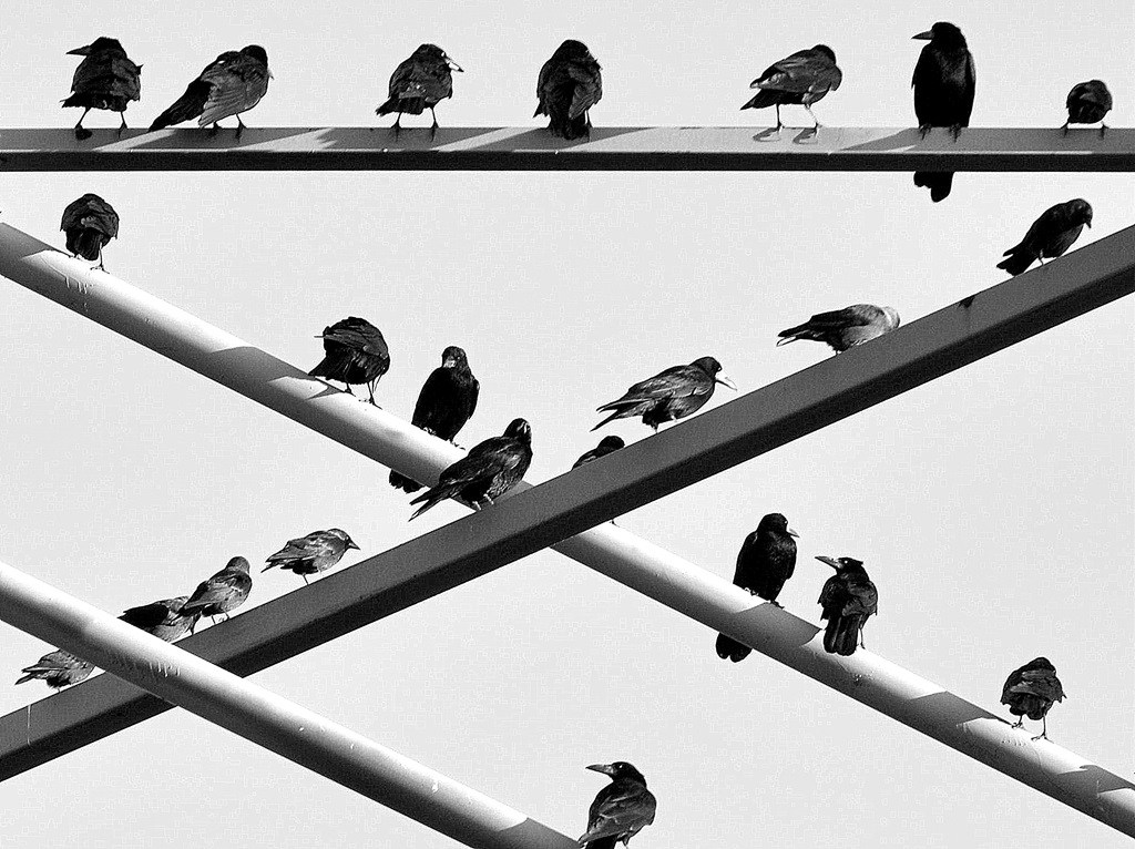 Где-то птицы поют в тишине