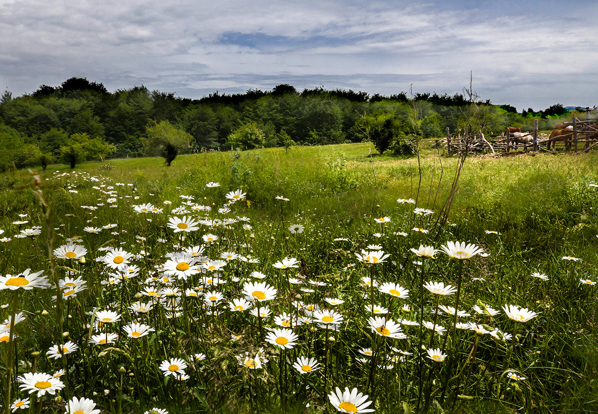 Ромашковый сезон