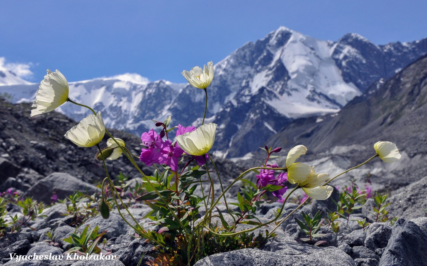 Полярные маки в горах Алтая
