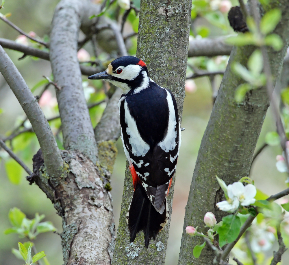 Большой пёстрый дятел