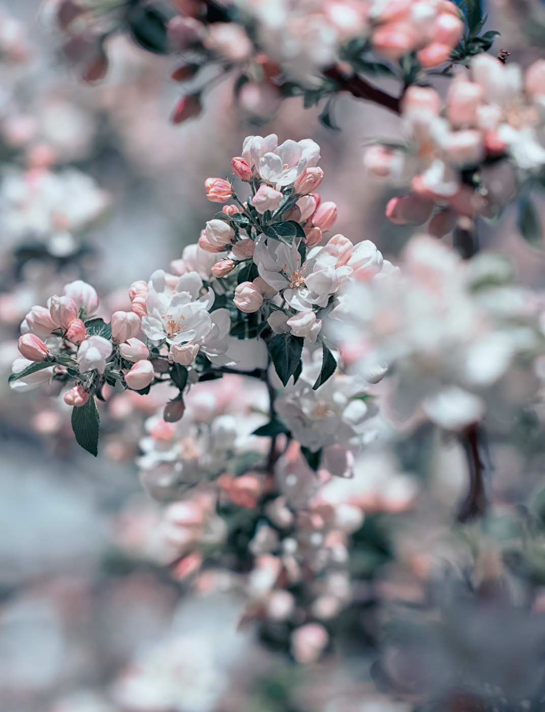 Я попросил дерево: расскажи мне о Боге. И оно зацвело. Рабиндранат Тагор.