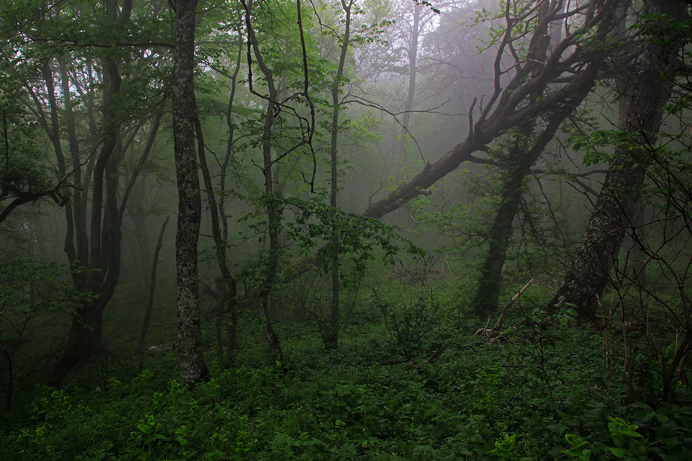 На Эльх-Кая