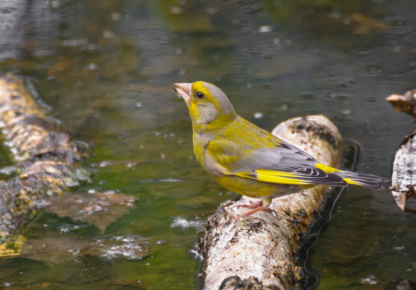 Зеленушка ..