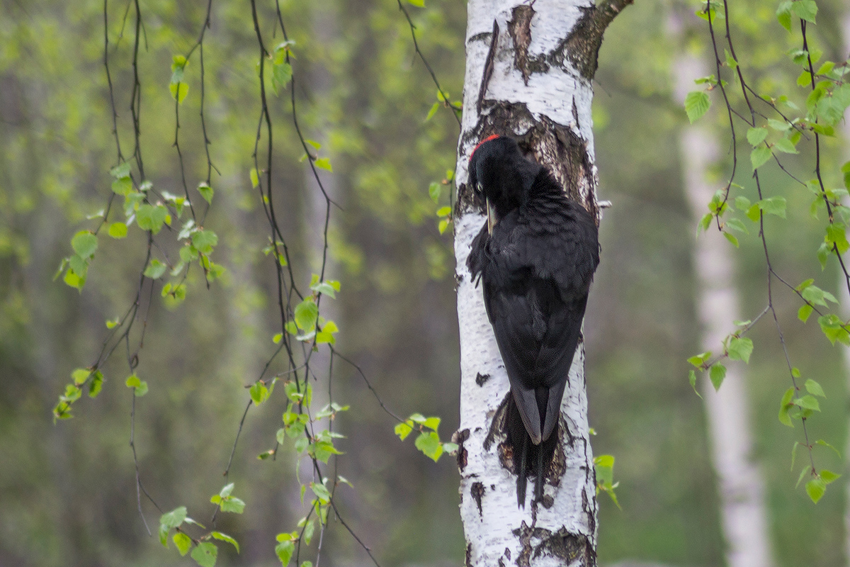 Красота - это страшная сила