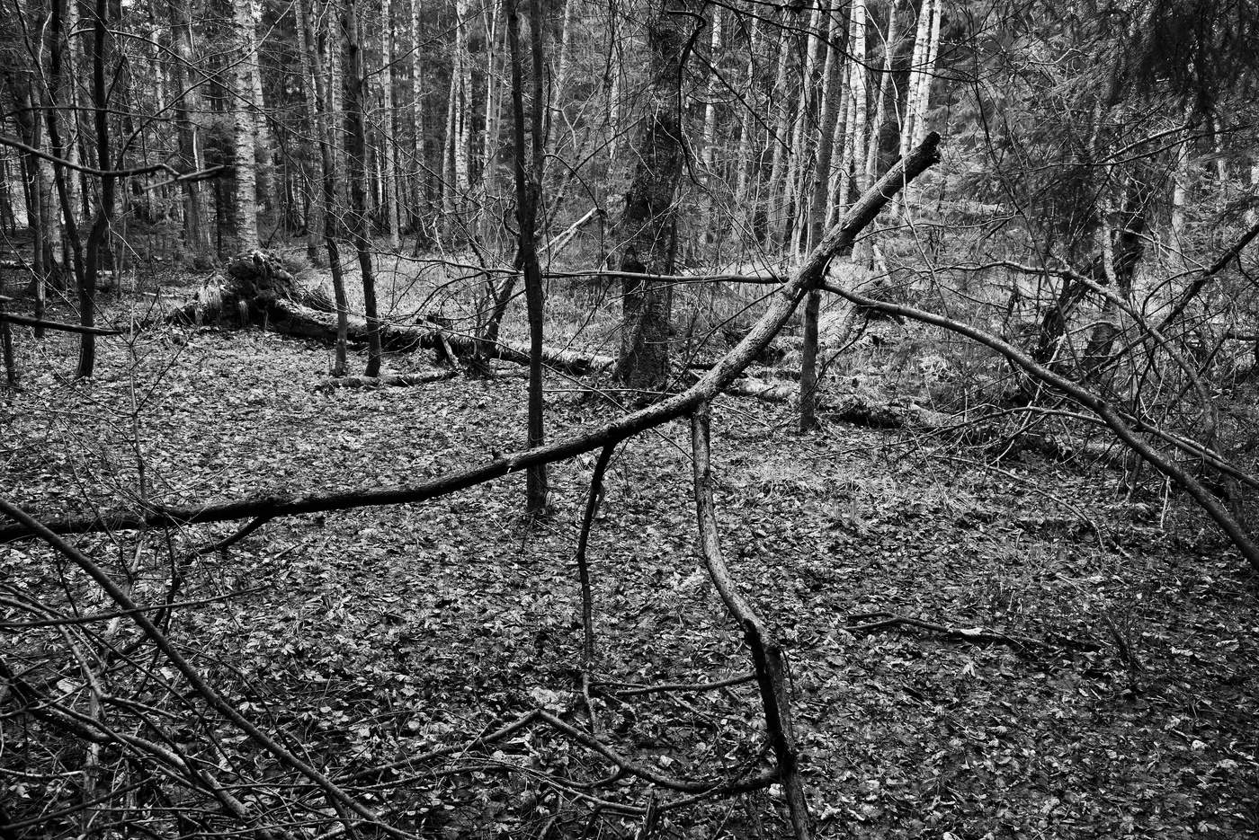 "Утро... Лес полусонный... Притихший..."