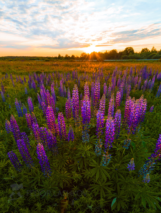 Люпины на закате