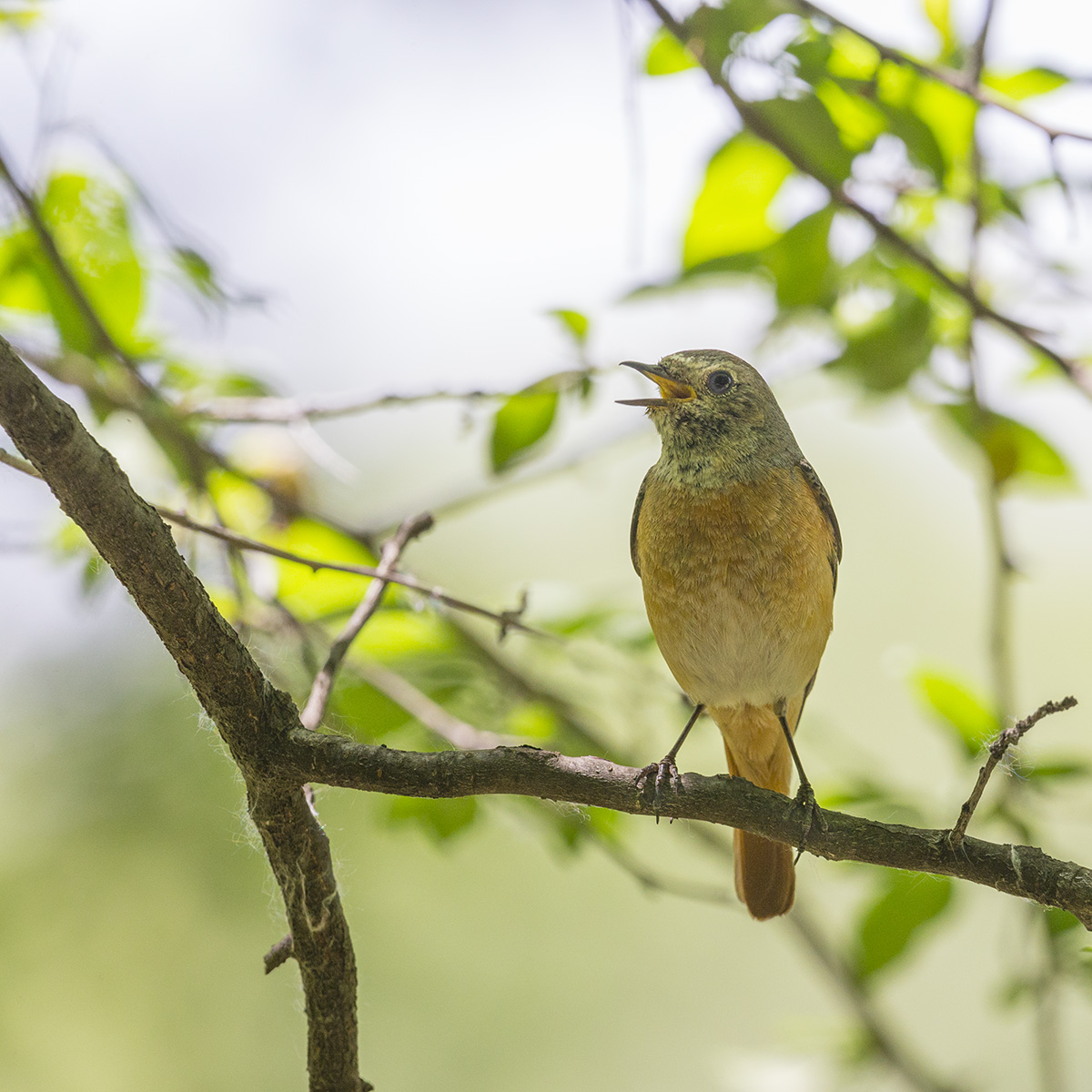 Горихвостка