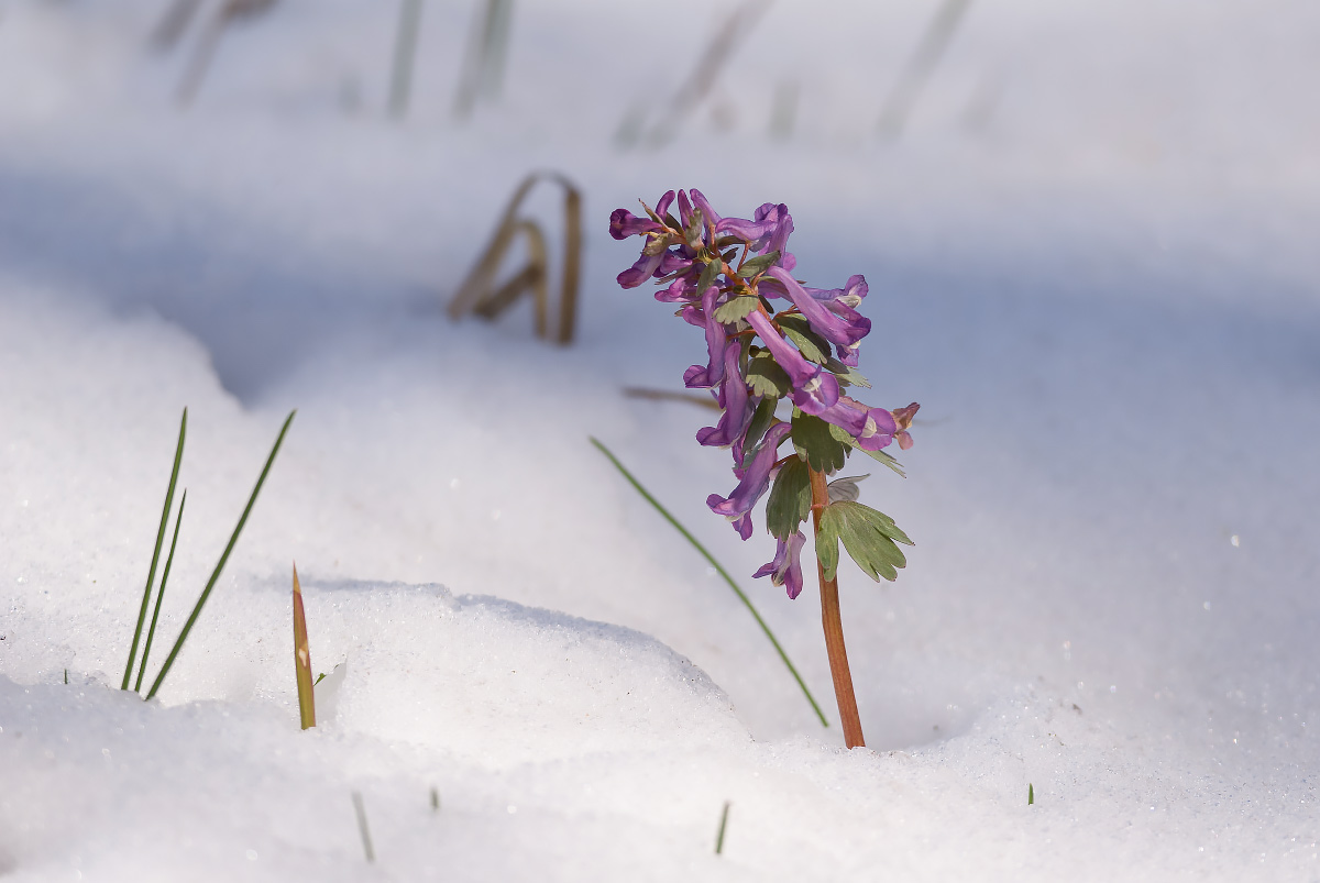 Зимняя весна