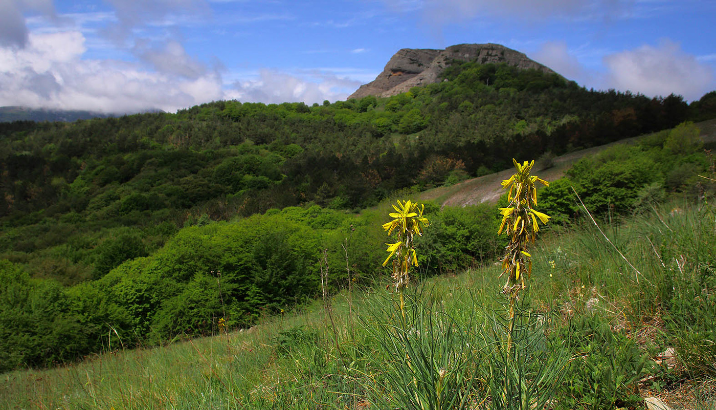 Асфоделина желтая