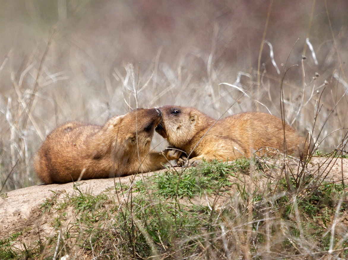 Ты ж моя любимка :)