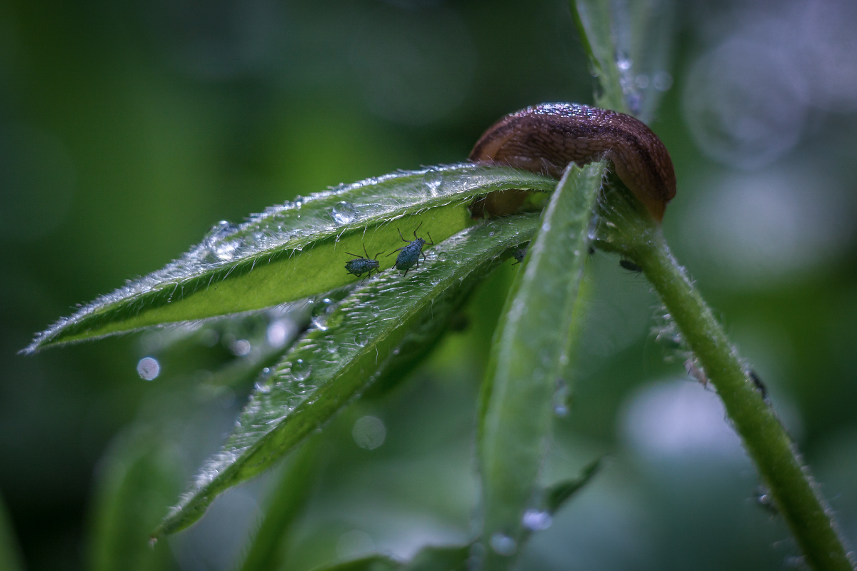 После дождя