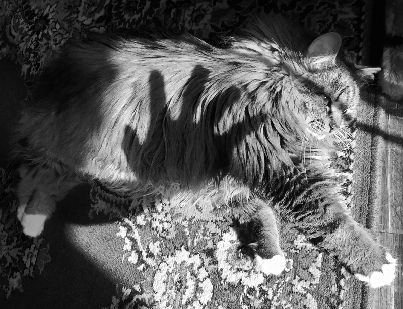 как погладить дикую кошку