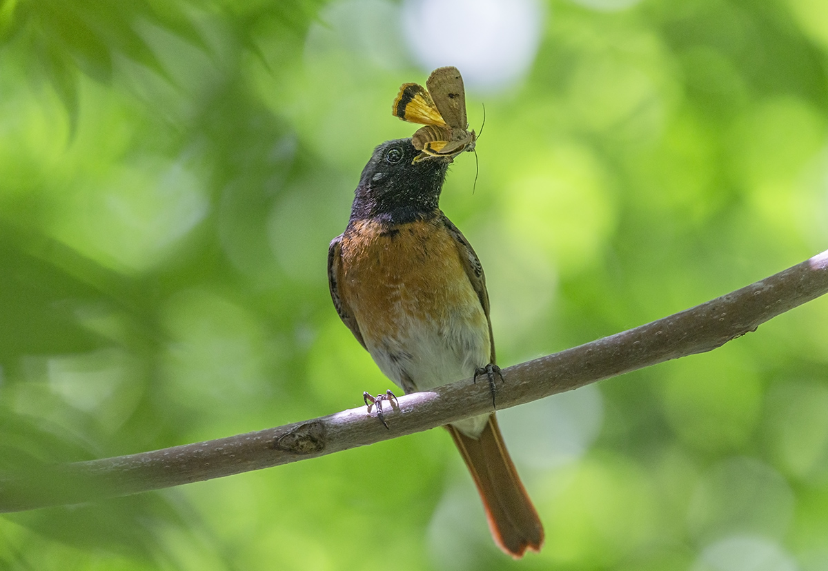 Удачная охота