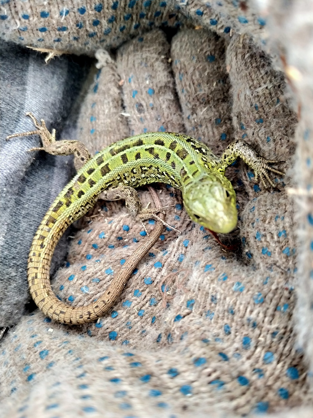 ручной "крокодил"