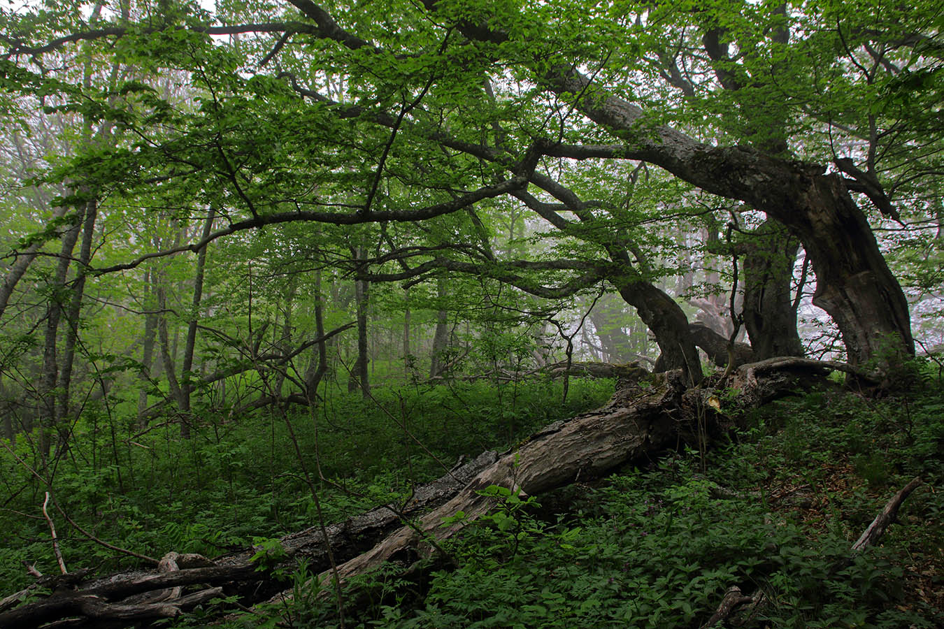 На Эльх-Кая*