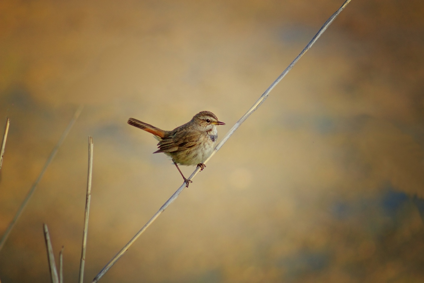 "эквилибрист"