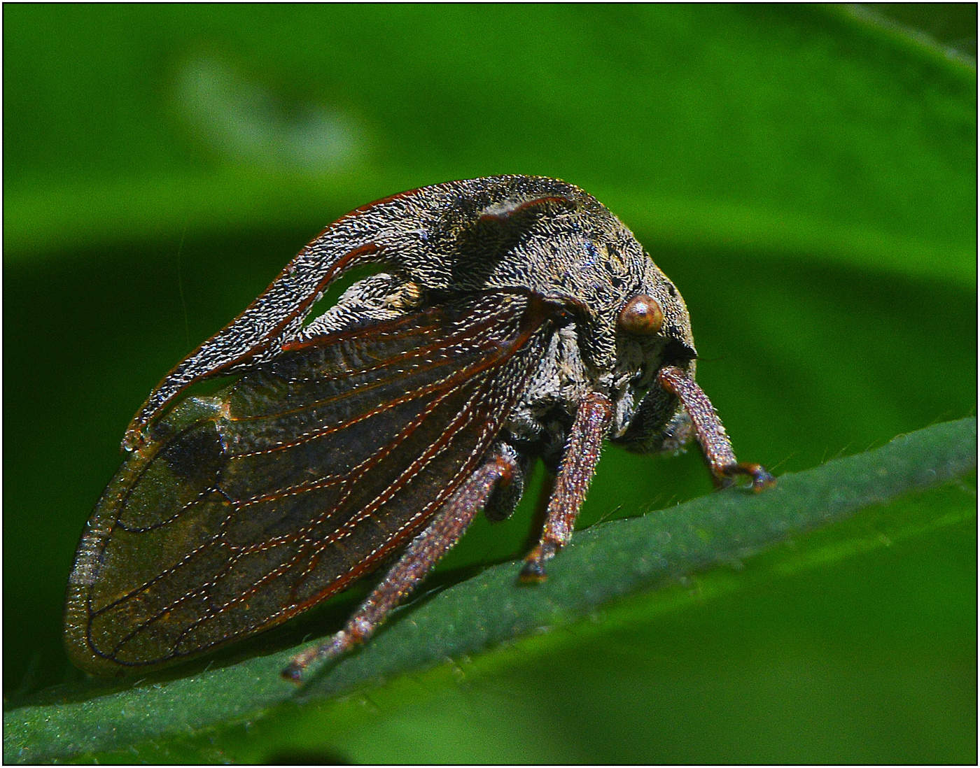 Горбатка - 2