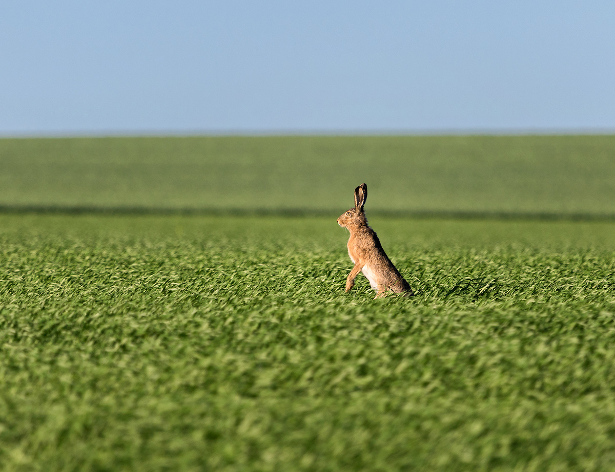 Зайца не видали?