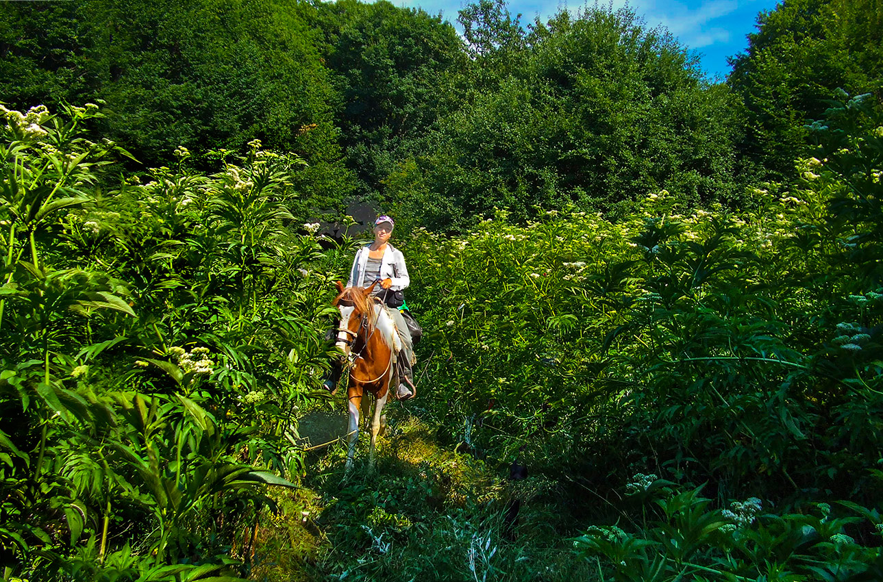 Трава по пояс