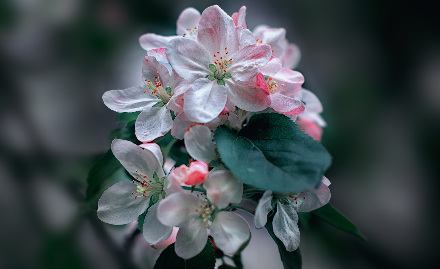 Цветение-это чудо, данное нам Богом, почувствовать и увидеть Рай, даже при нашей жизни..
