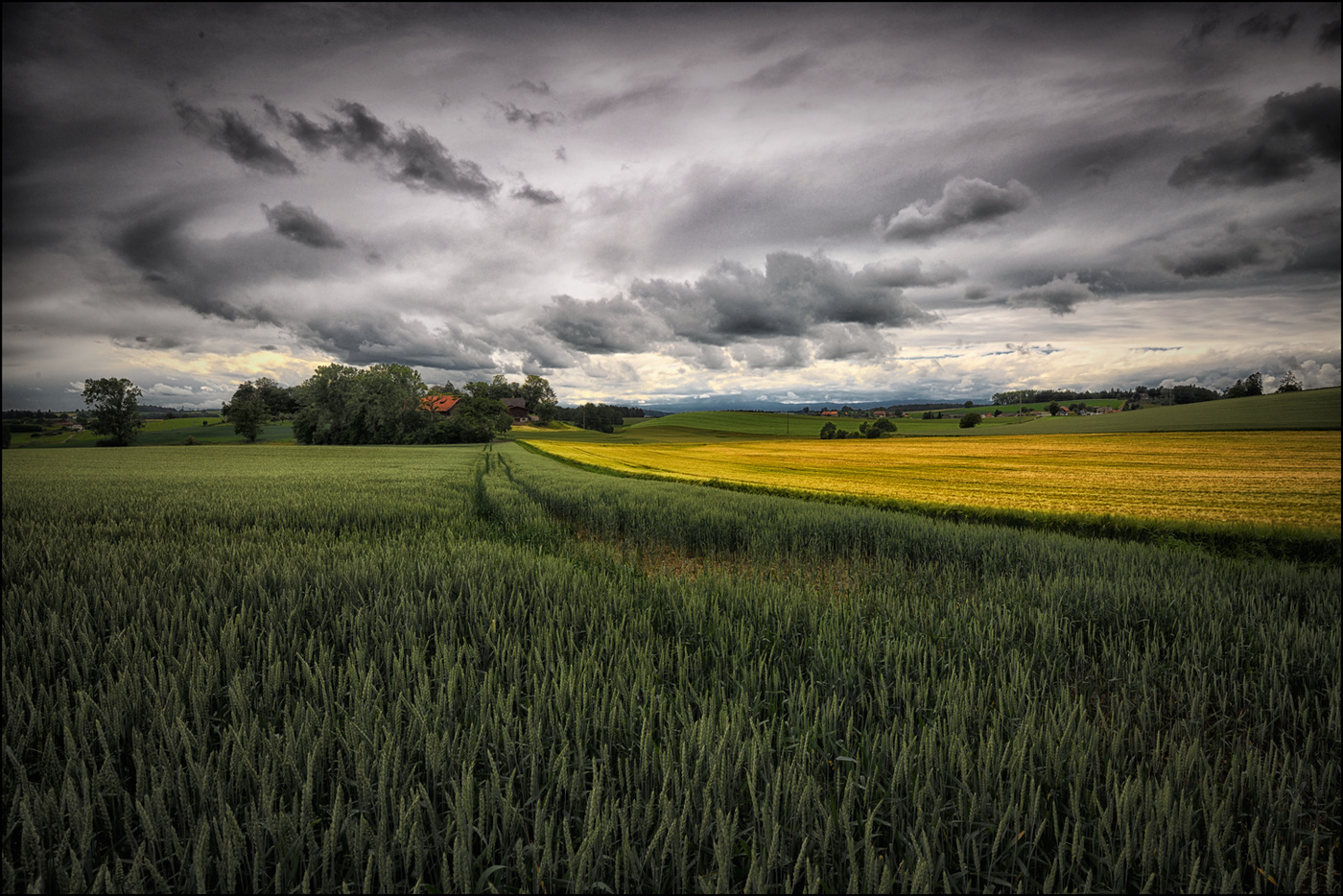 Die Farben des Korns................