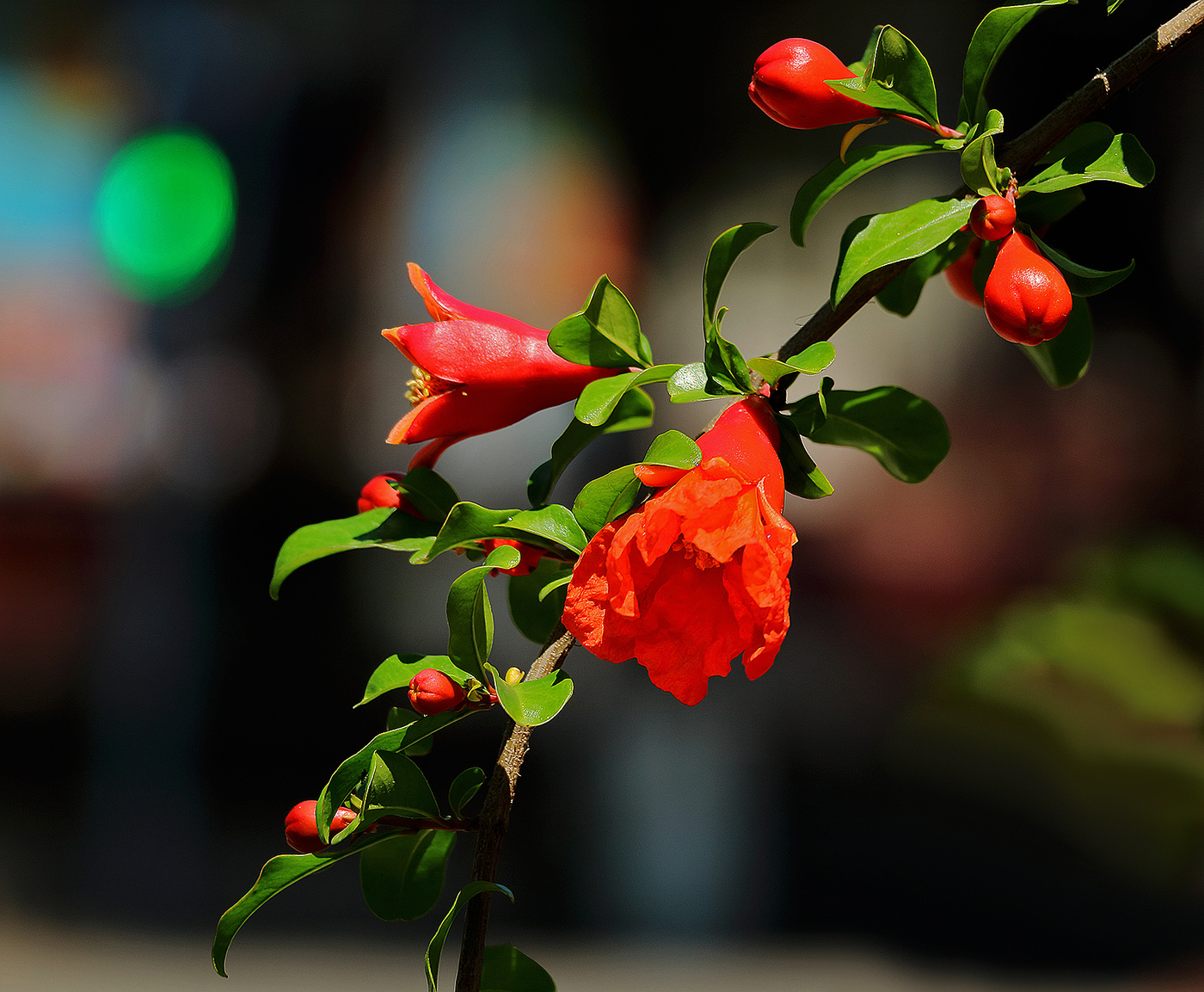 Ветка граната