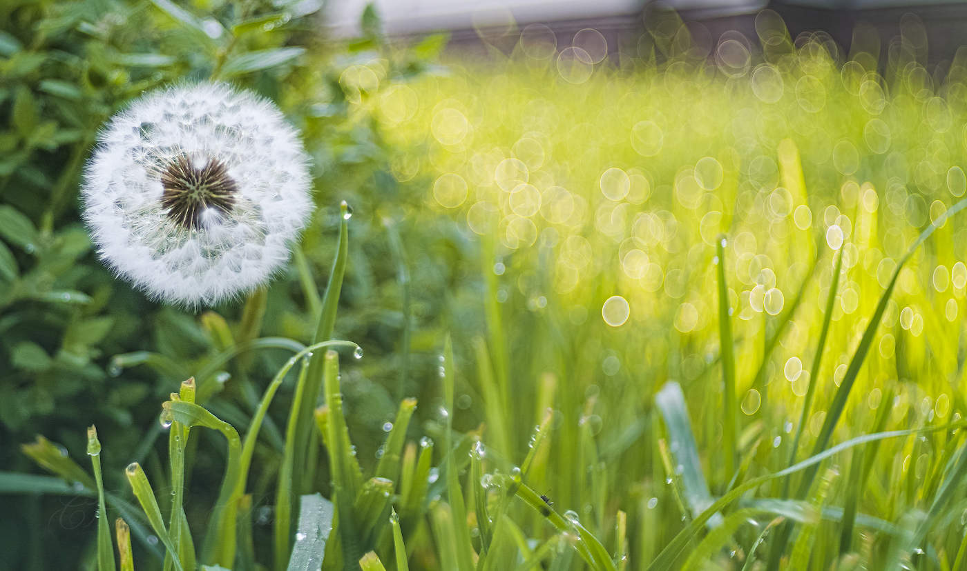 Солнечный одуванчик