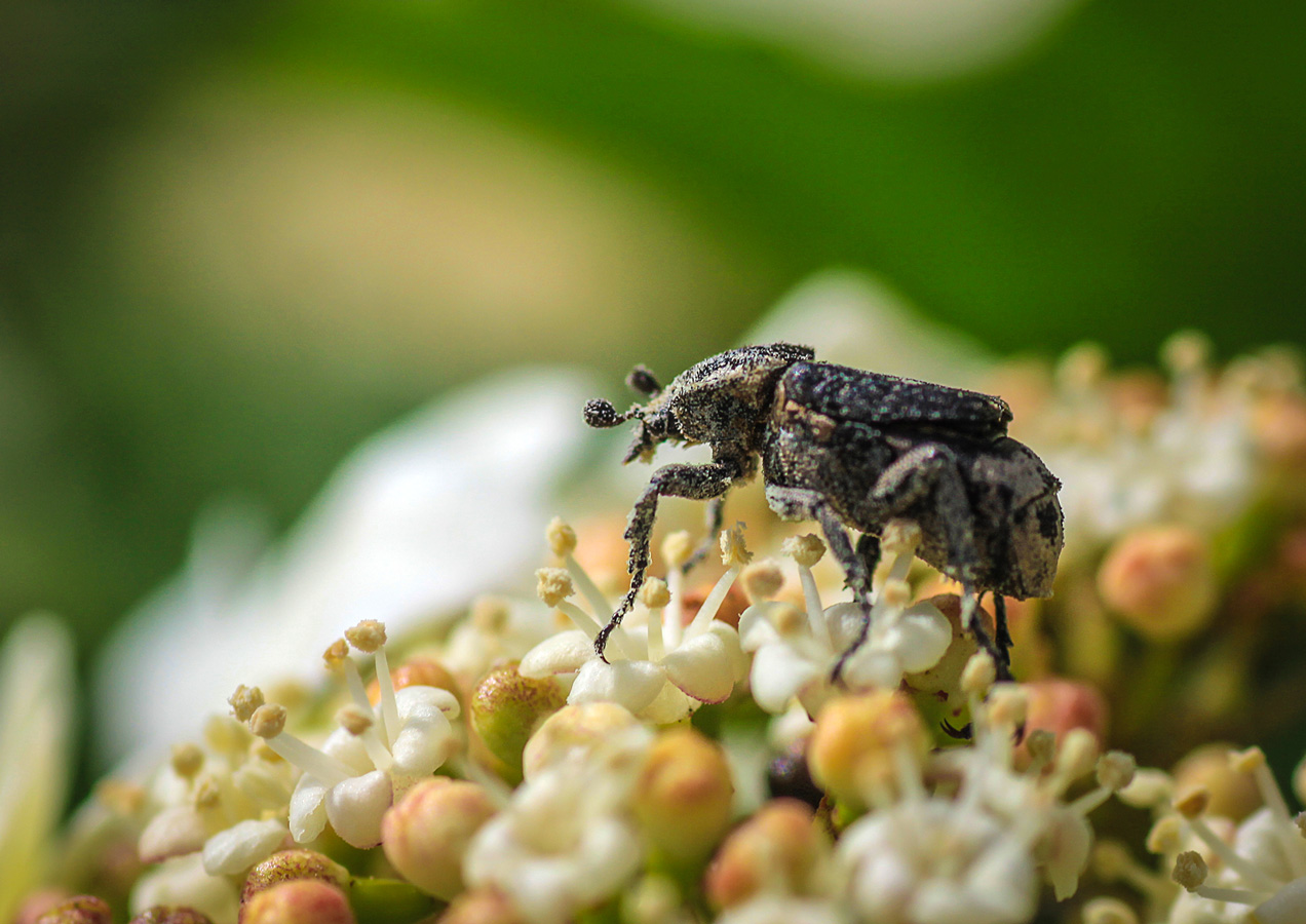 Весь в работе
