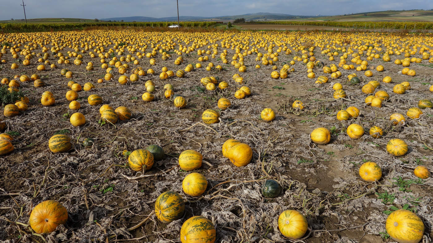 Тыквы